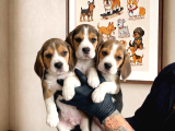 SAFKAN ELİZABETH BEAGLE YAVRULARI