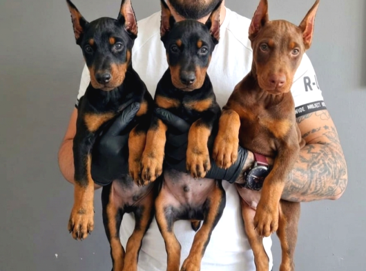 SAFKAN DOBERMAN YAVRULARI