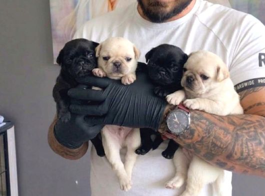 SAFKAN PUG YAVRULARI