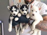 SAFKAN HUSKY YAVRULARI