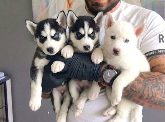 SAFKAN HUSKY YAVRULARI