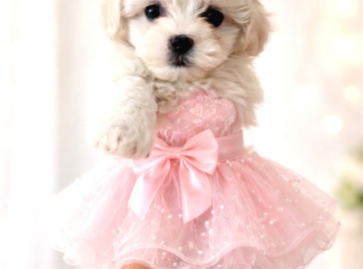 Maltese Prensesler görsel