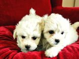 Maltese Prensesler