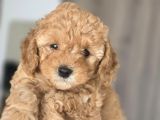 Orijinal 2 Aylık Kore Poodle Ev Ortamında Büyüyorlar