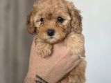 Orijinal 2 Aylık Kore Poodle Ev Ortamında Büyüyorlar