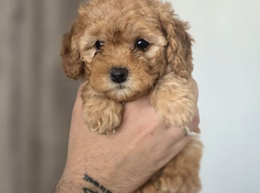 Orijinal 2 Aylık Kore Poodle Ev Ortamında Büyüyorlar görsel