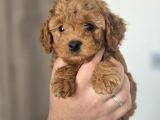Orijinal 2 Aylık Kore Poodle Ev Ortamında Büyüyorlar