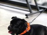 Staffordshire Bull Terrier Yavruları