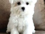 Maltese Terri̇er Ci̇nsi̇ Yavrular