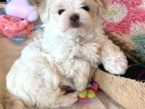 Kar Beyaz Maltese Terri̇er Ci̇nsleri̇