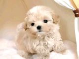 Malti̇poo Ci̇nsi̇ Yavrular Ev Üreti̇mi̇