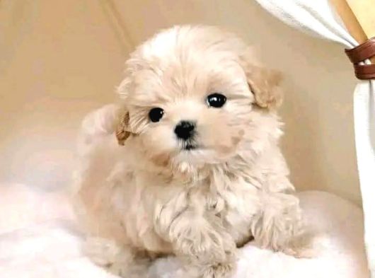 Malti̇poo Ci̇nsi̇ Yavrular Ev Üreti̇mi̇ görsel