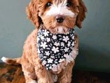 MALTİPOO CİNSİ YAVRULAR EV ÜRETİMİ