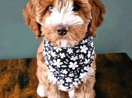 Malti̇poo Ci̇nsi̇ Yavrular Ev Üreti̇mi̇ görsel
