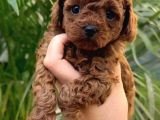 TOY POODLE SEVİMLİ YAVRULAR EV ÜRETİMİ