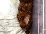 Sevimli 2 Aylık Teacup Toy Poodle  Veteriner Takipli