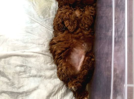 Sevimli 2 Aylık Teacup Toy Poodle  Veteriner Takipli görsel