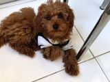 Türkiyenin En Iyi Teacup Poodle Kurabiyeler 5 Aylık