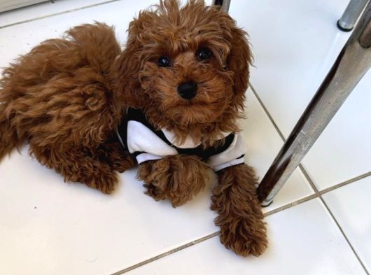 Türkiyenin En Iyi Teacup Poodle Kurabiyeler 5 Aylık görsel