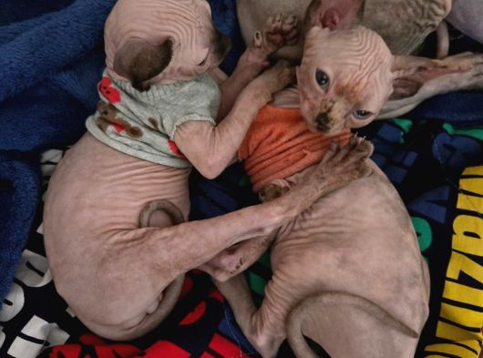 Çok Nazik Kedi görsel