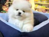 MUKEMMEL KALİTE TEDDY BEAR POMERANİAN BOO YAVRULAR