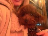 Toy Poodle Yavrularımız