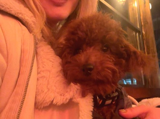 Toy Poodle Yavrularımız görsel