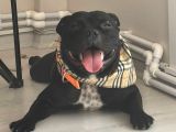 Staffordshire Bull Terrier Yavruları