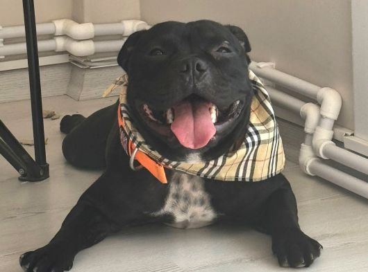 Staffordshire Bull Terrier Yavruları görsel