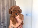 Orijinal 2 Aylık Kore Poodle Ev Ortamında Büyüyorlar