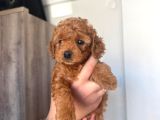 Orijinal 2 Aylık Kore Poodle Ev Ortamında Büyüyorlar