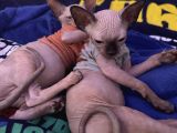 Çok nazik kedi