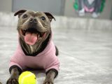 Staffordshire Bull Terrier Yavruları