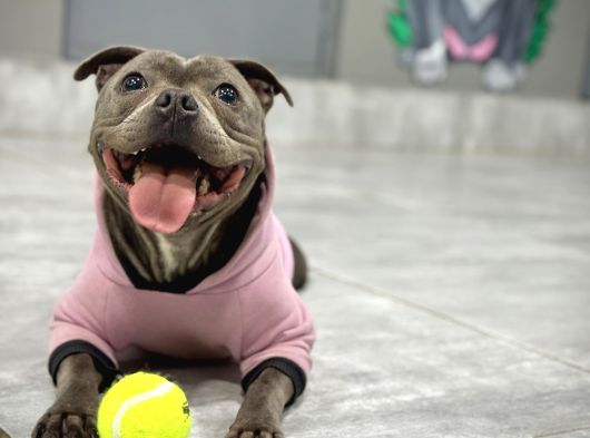 Staffordshire Bull Terrier Yavruları görsel
