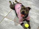 Staffordshire Bull Terrier Yavruları