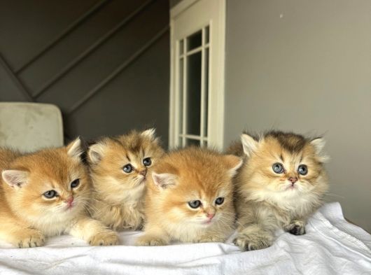 Ny 11 - Ny12 Minik Partilerimiz Yeni Sahiplerini Bekliyor görsel