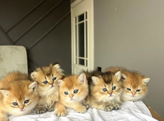 Ny 11 - Ny12 Minik Partilerimiz Yeni Sahiplerini Bekliyor görsel