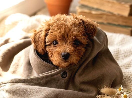 Sevimli 2 Aylık Teacup Toy Poodle  Veteriner Takipli