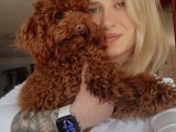 Toy poodle yavrularımız