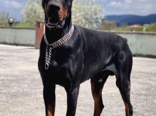 Üst Kalite Doberman Yavrularımız görsel