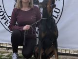 Üst Kalite Doberman Yavrularımız