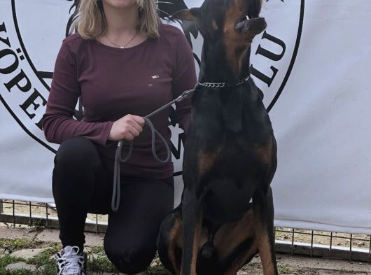 Üst Kalite Doberman Yavrularımız görsel