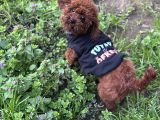 Toy Poodle Yavrularımız