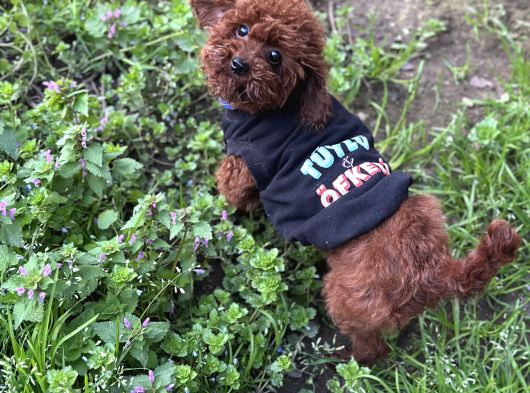 Toy Poodle Yavrularımız görsel