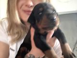 Üst Kalite Doberman Yavrularımız