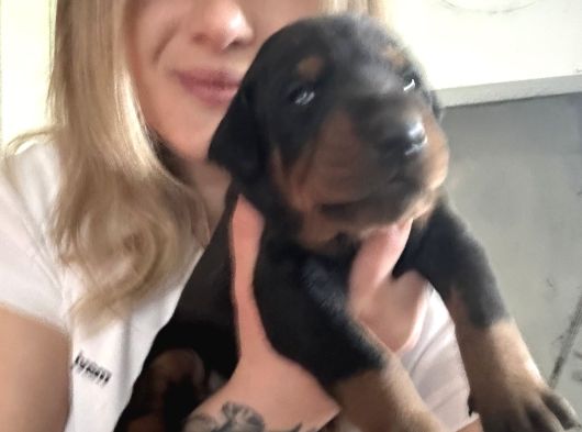 Üst Kalite Doberman Yavrularımız görsel