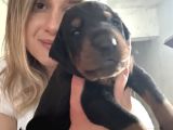 Üst Kalite Doberman Yavrularımız