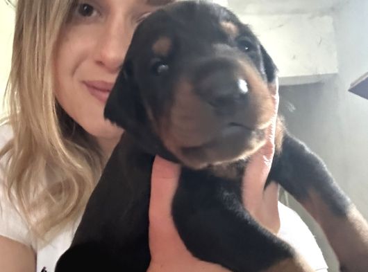 Üst Kalite Doberman Yavrularımız görsel
