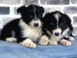 Her Renk Border Collie Yavrularımız