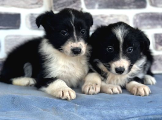 Her Renk Border Collie Yavrularımız görsel